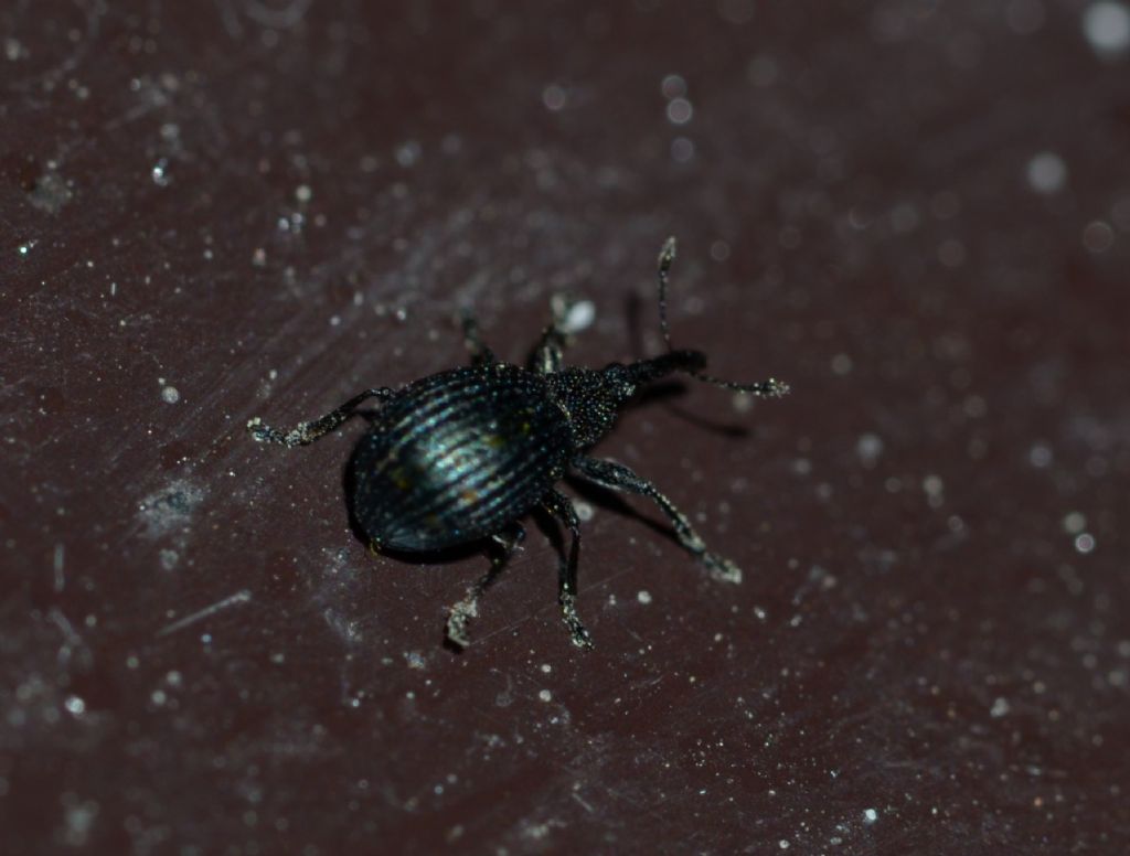 apionidae da ID